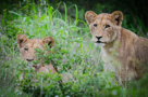 Kruger in the Bush - Close Up